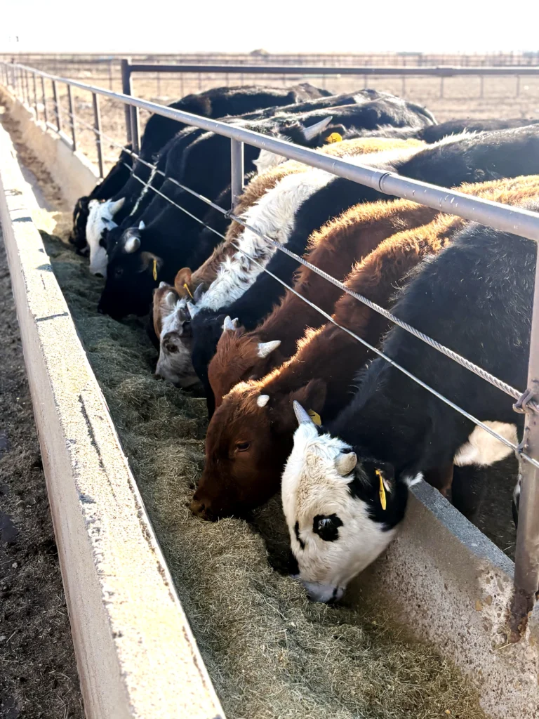 Friona Feeders cattle yard in Texas