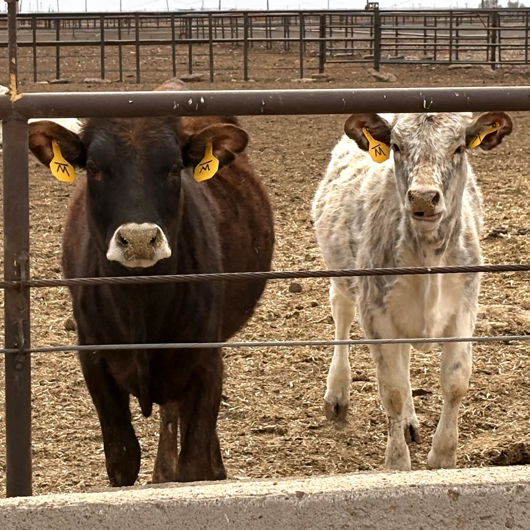 Two cows at the Friona Feeders cattle yard.