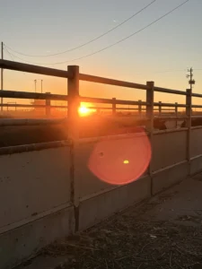 Friona Feeders cattle yard in Texas